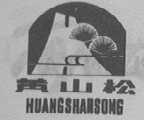 黄山松