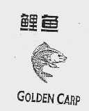 鲤鱼  GOLDEN CARP