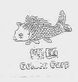 鲤鱼;GOLDEN CARP