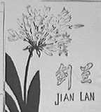 剑兰
