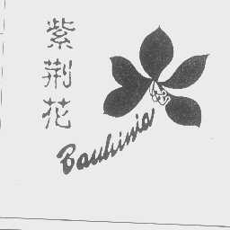 紫荆花   BAUHINIA