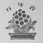 万年青