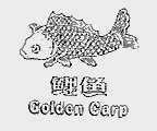 鲤鱼  GOLDEN CARP