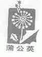 蒲公英