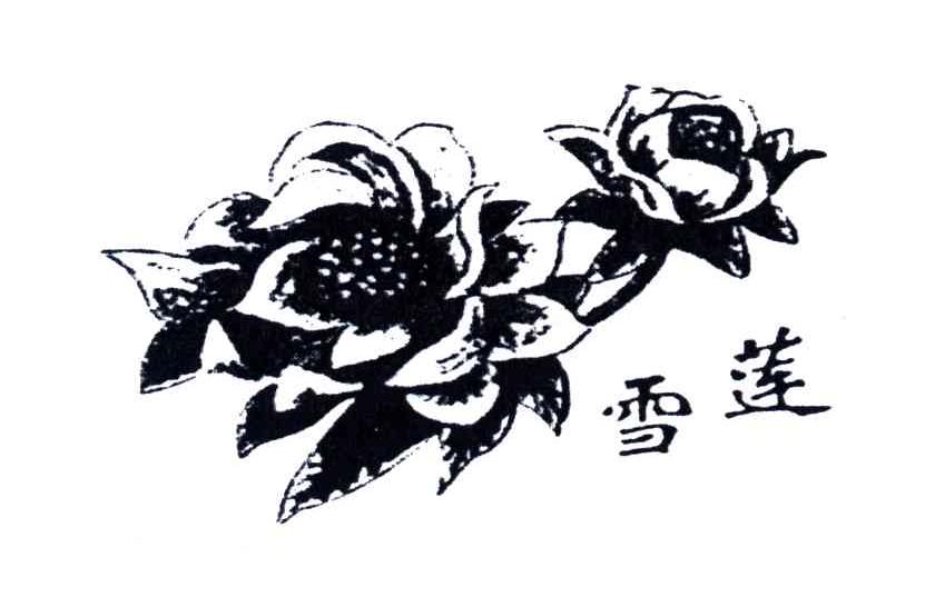 雪莲