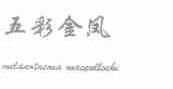 五彩金凤;MELANOTAENIA MACCULLOCHI