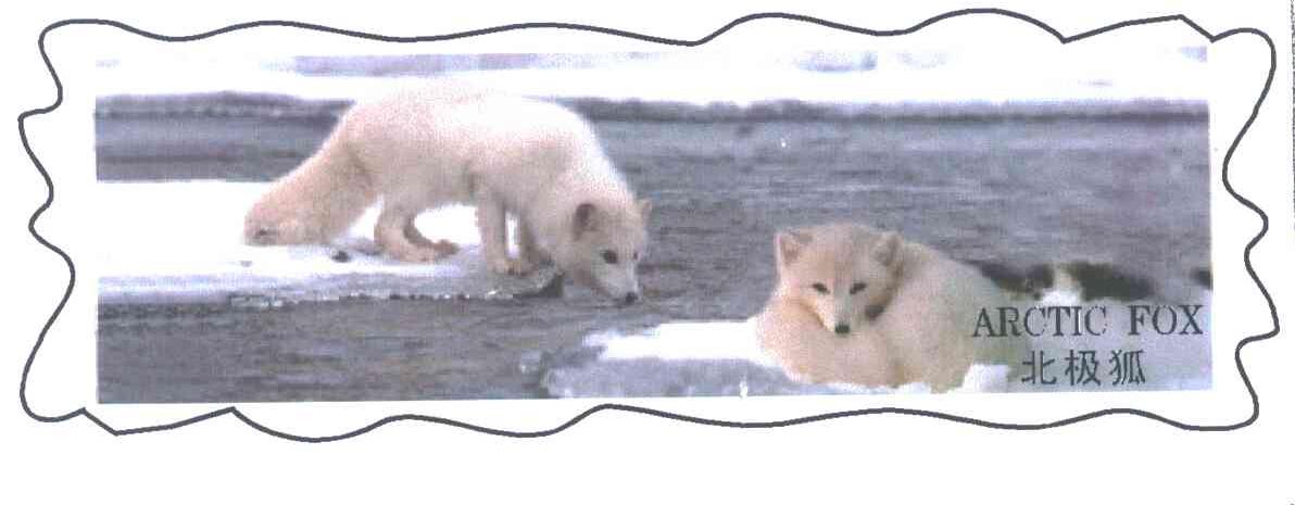 北极狐;ARCTIC FOX