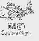 鲤鱼;GOLDEN CARP
