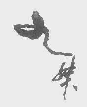 九妹