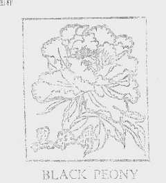 黑牡丹   BLACK PEONY
