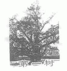 第一树