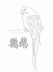 鹦鹉