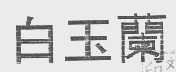 白玉兰
