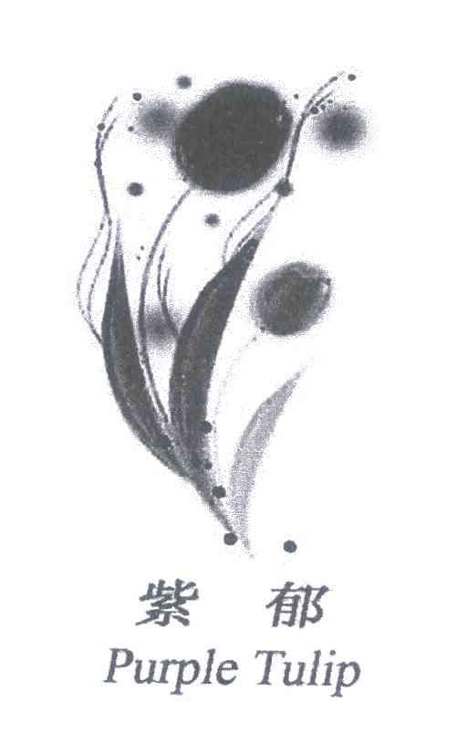 紫郁;PURPLE TULIP