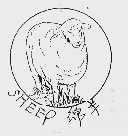 绵羊;SHEEP