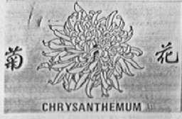 菊花