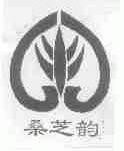 桑芝韵