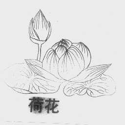 荷花