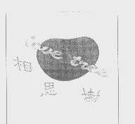 相思树   LOVE TREE