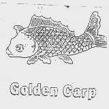 GOLDEN CARP