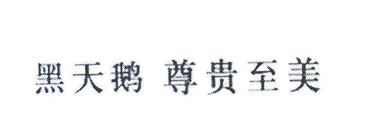 黑天鹅尊贵至美