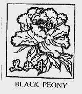 黑牡丹;BLACK PEONY