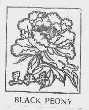 黑牡丹  BLACK PEONY