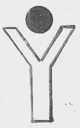 Y