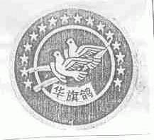 华旗鸽