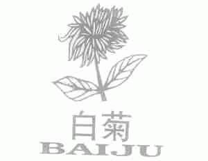 白菊