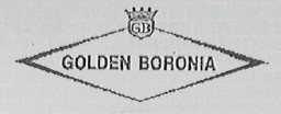 GOLDEN BORONIA