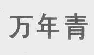 万年青