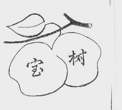 宝树