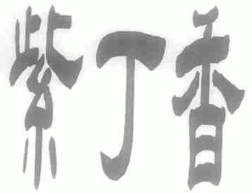 紫丁香