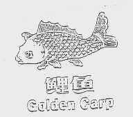 鲤鱼   GOLDEN CARP
