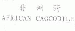 非洲鳄;AFRICAN CAOCODILE
