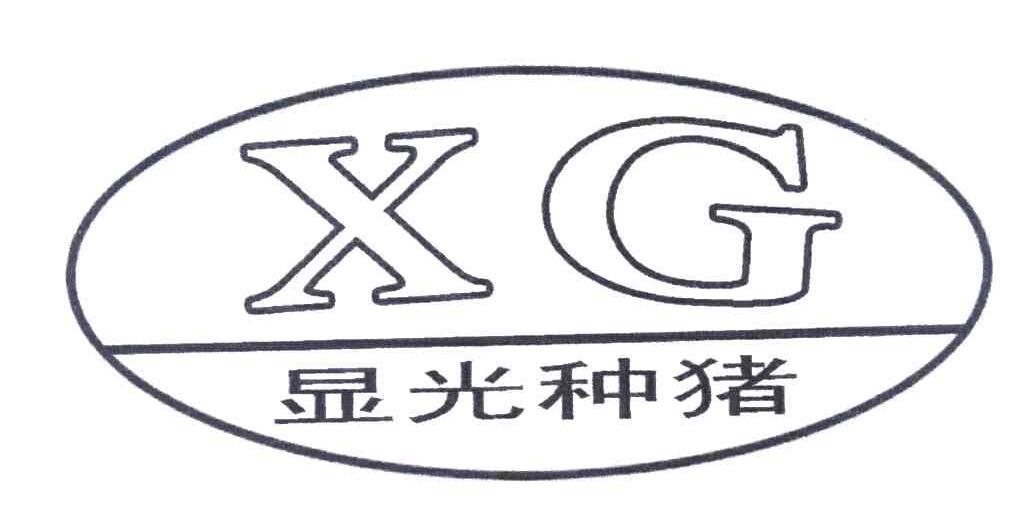 显光种猪 XG