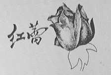 红蕾