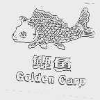 鲤鱼  GOLDEN CARP