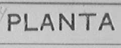 PLANTA