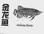 金龙鱼  ARAWANA