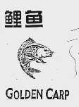 鲤鱼;GOLDEN CARP