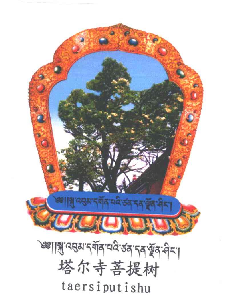 塔尔寺菩提树