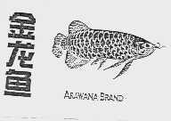 金龙鱼