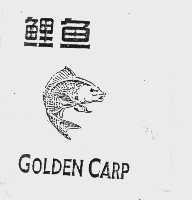鲤鱼   GOLDEN CARP