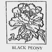 BLACK PEONY