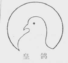 皇鸽