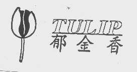 郁金香   TULIP