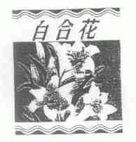 白合花