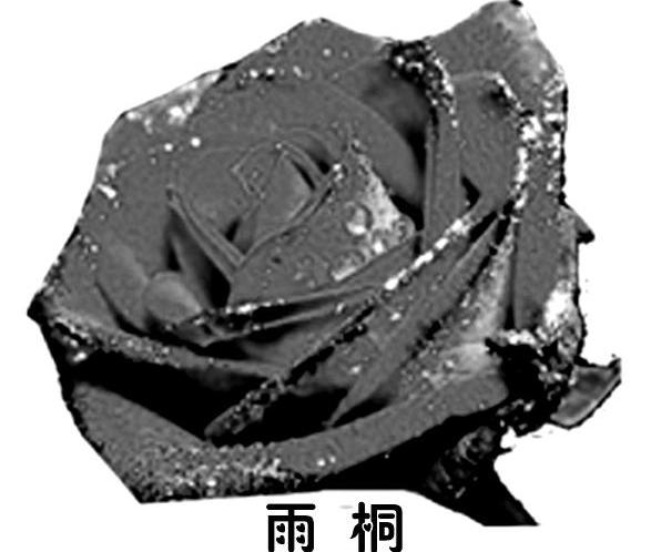 雨桐